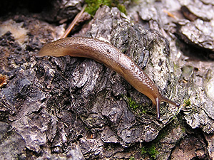 Lehmannia marginata