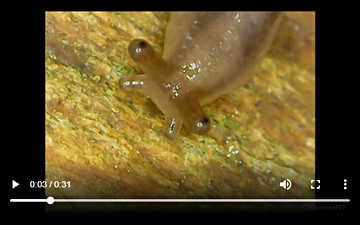 Schnwarzer Schnegel (Limax cinereoniger)