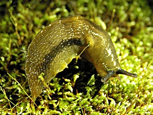 Bielzia coerulans