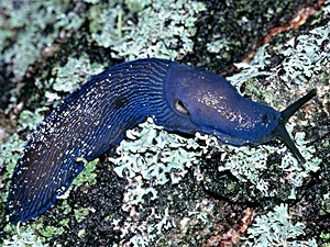 Bielzia coerulans