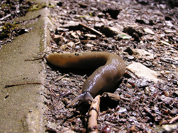 Schwarzer Schnegel (Limax cinereoniger)