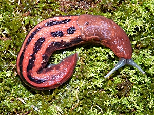 Limax cinereoniger