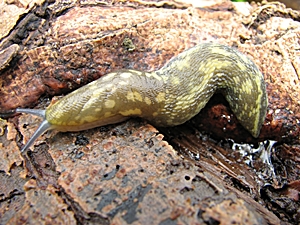 Limacus flavus