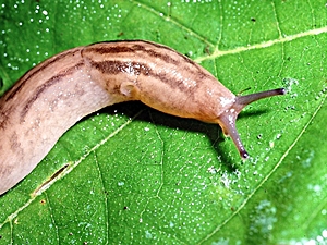 Lehmannia valentiana