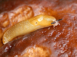 Spezielle Beschreibung der Schnegel (Limacidae)
