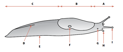 Limax Schaubild