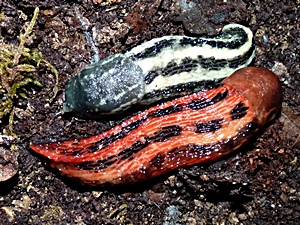 Limax cinereoniger