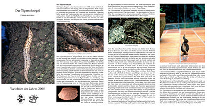 Weichtier des Jahres 2005: Der Tigerschnegel. Folder.