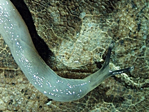 Boettgerilla pallens