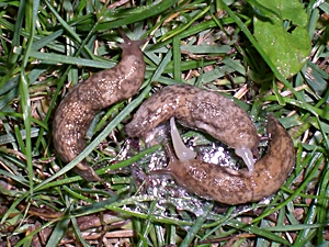 Deroceras reticulatum Paarungsvorspiel