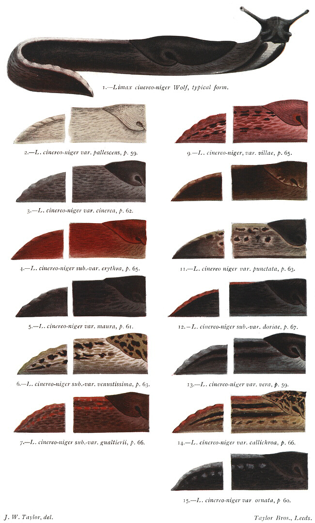 Limax cinereoniger Farbvariationen